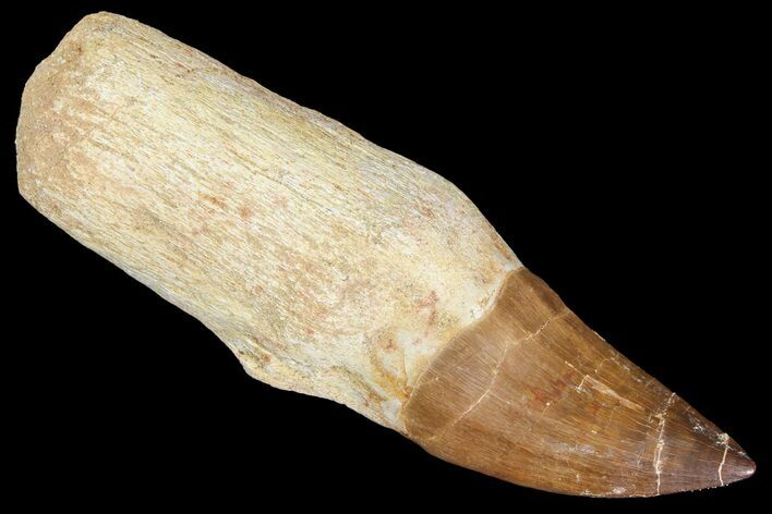 Fossil Rooted Mosasaur (Prognathodon) Tooth - Morocco #163918